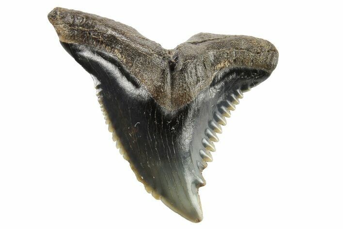 Snaggletooth Shark (Hemipristis) Tooth - South Carolina #295770